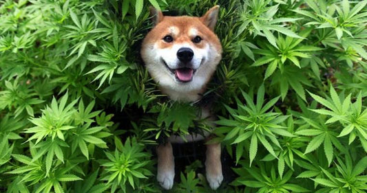 Cannabis for Pets
