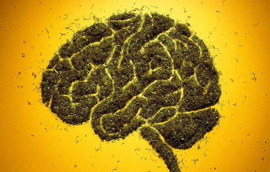Brain