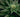 5 Reasons To Start Growing Cannabis During COVID-19