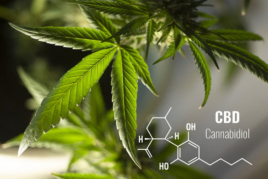 Marijuana, Hemp, CBD: What's Legal And Where
