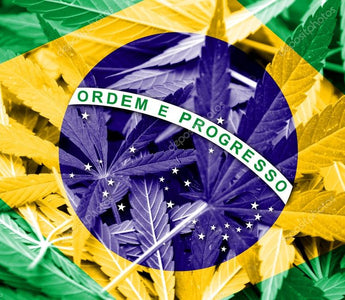 Brazilian Medicinal Cannabis Bill Passes First Senate Vote
