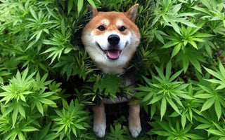 Cannabis for Pets
