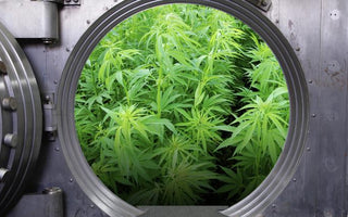 20% Increase in U.S. Banks Accepting Cannabis Proceeds in 2018