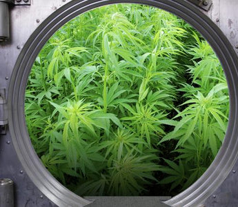 20% Increase in U.S. Banks Accepting Cannabis Proceeds in 2018