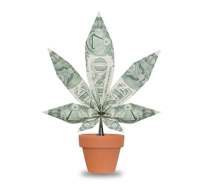 Cannabis Tax Revenues to Support State Social Programs