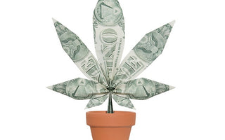 Cannabis Tax Revenues to Support State Social Programs