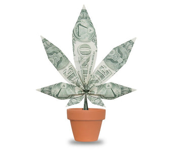 Cannabis Tax Revenues to Support State Social Programs