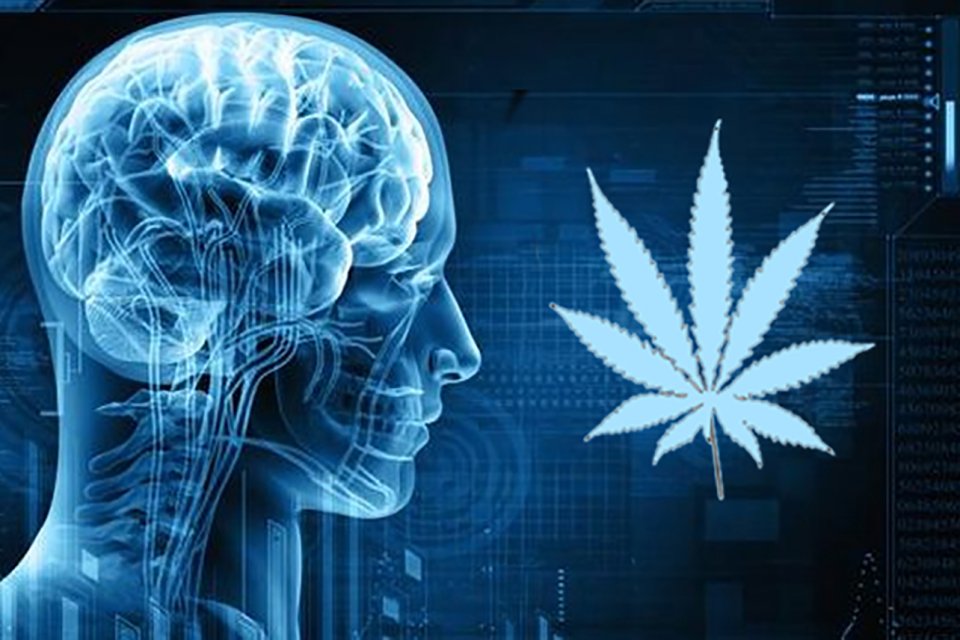 Endocannabinoid System: Cannabis & Your Brain on Drugs