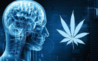 Endocannabinoid System: Cannabis & Your Brain on Drugs