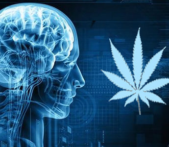 Endocannabinoid System: Cannabis & Your Brain on Drugs