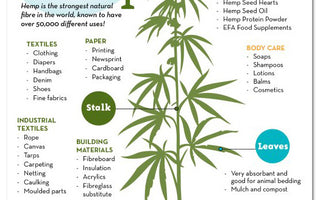 Industrial Hemp Production in Kentucky by Year’s End