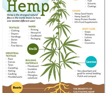 Industrial Hemp Production in Kentucky by Year’s End