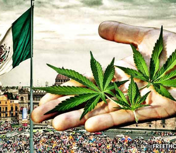 Cannabis Legalization in Mexico