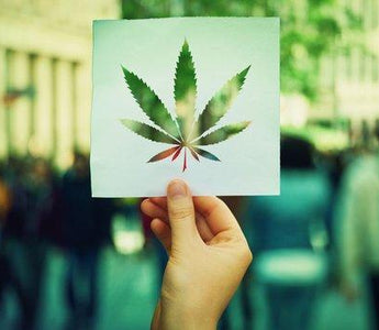 Hand holding paper with a print of Cannabis leaf 