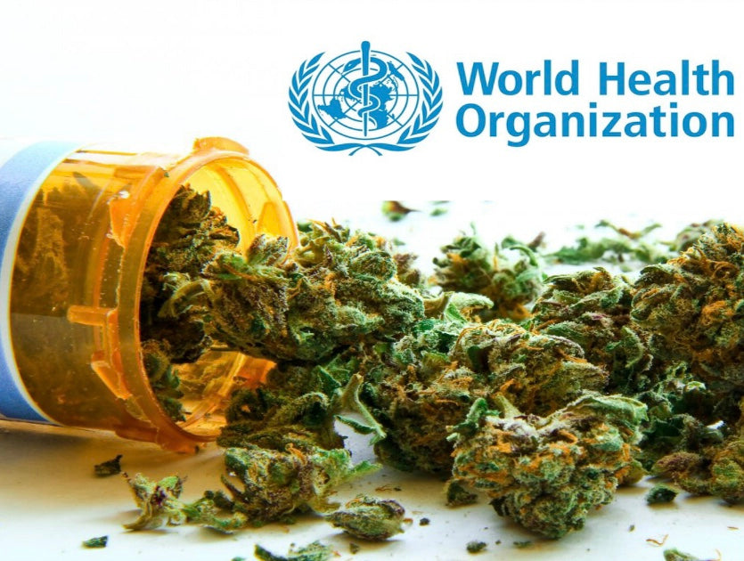 World Health Organization Declines Rescheduling Cannabis