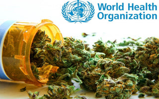 World Health Organization Declines Rescheduling Cannabis