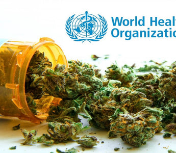 World Health Organization Declines Rescheduling Cannabis