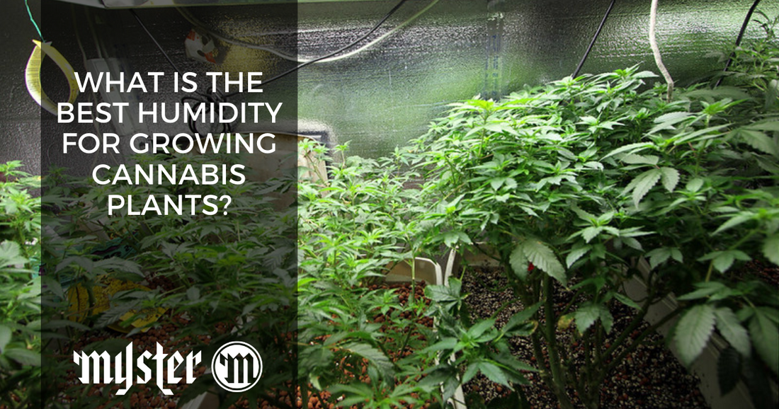 What Is The Best Humidity For Growing Cannabis Plants?