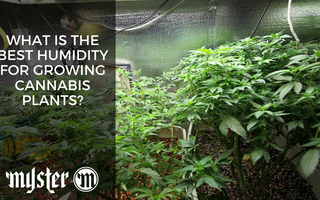 What Is The Best Humidity For Growing Cannabis Plants?