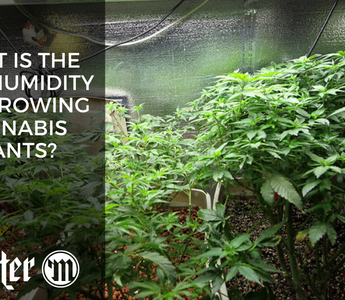 What Is The Best Humidity For Growing Cannabis Plants?