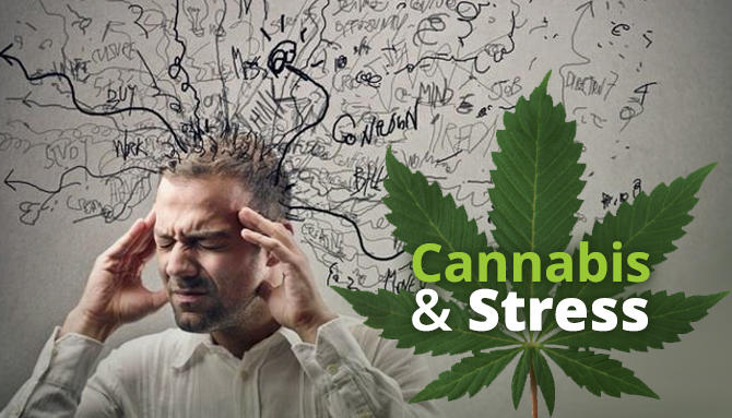Cannabis and Stress - Cause or Cure?