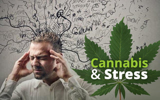 Cannabis and Stress - Cause or Cure?