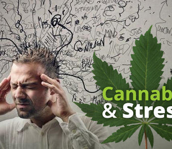 Cannabis and Stress - Cause or Cure?