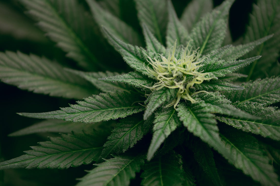 5 Reasons To Start Growing Cannabis During COVID-19