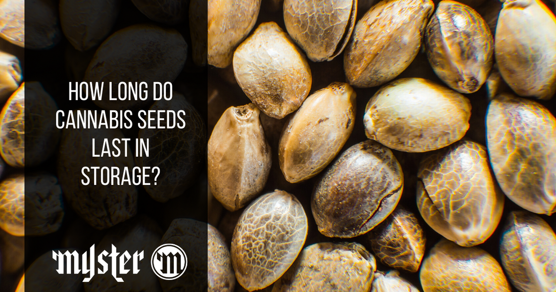 How Long Do Cannabis Seeds Last In Storage?