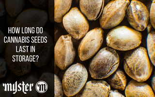 How Long Do Cannabis Seeds Last In Storage?