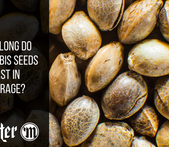 How Long Do Cannabis Seeds Last In Storage?