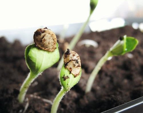 HOW TO GROW THE BEST HIGH YIELDING CANNABIS SEEDS