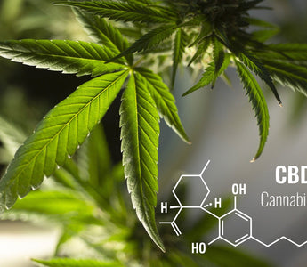 Marijuana, Hemp, CBD: What's Legal And Where