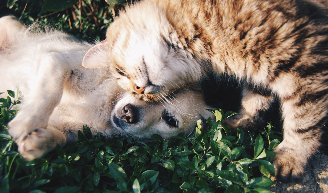 By Snapwire from Pexels