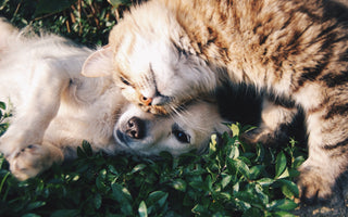 By Snapwire from Pexels