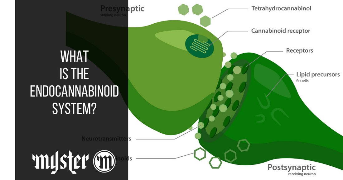 What Is The Endocannabinoid System In The Body