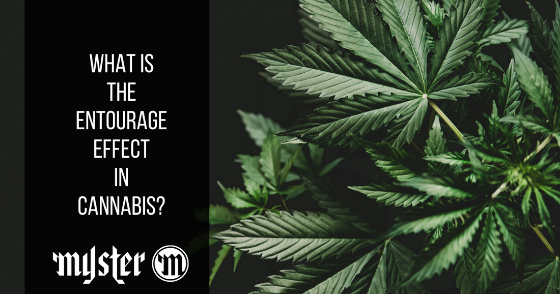 What Is The Entourage Effect In Cannabis?